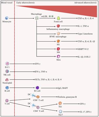 Immunological perspectives on atherosclerotic plaque formation and progression